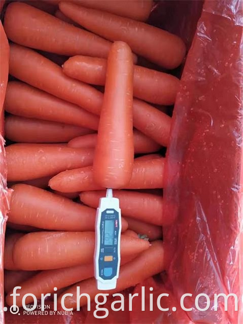 Crop 2019 Fresh Carrot
